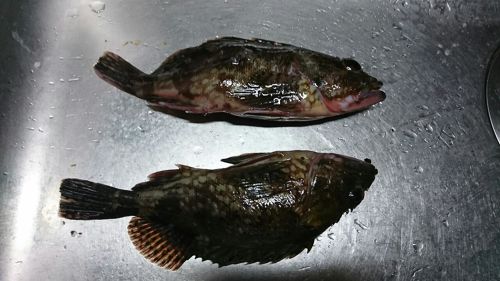 アラカブの釣果