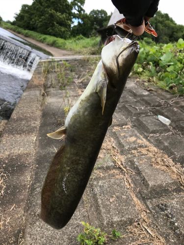 ナマズの釣果