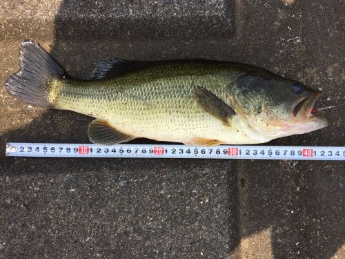 ブラックバスの釣果