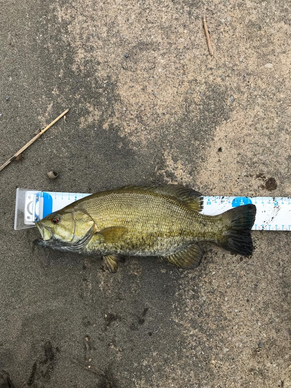 スモールマウスバス