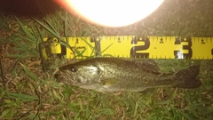 ラージマウスバスの釣果