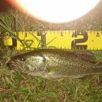 ラージマウスバス