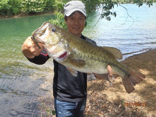 ブラックバスの釣果