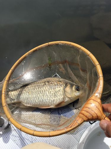 ヘラブナの釣果