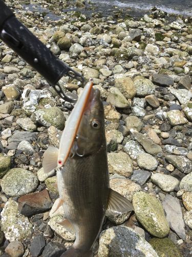 ウグイの釣果