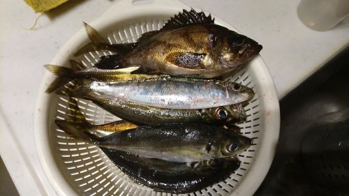 アジの釣果