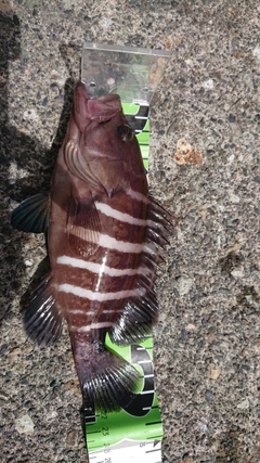 マハタの釣果