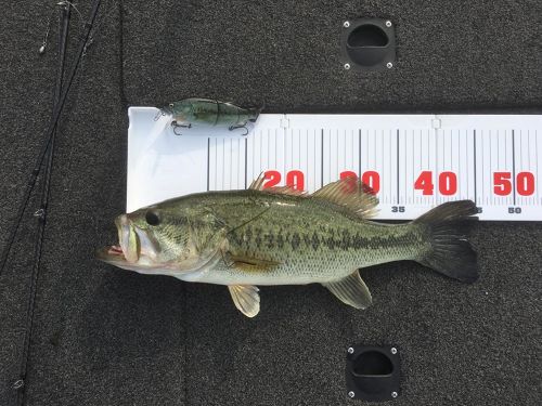 ブラックバスの釣果