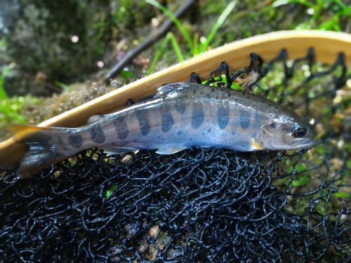 アマゴの釣果