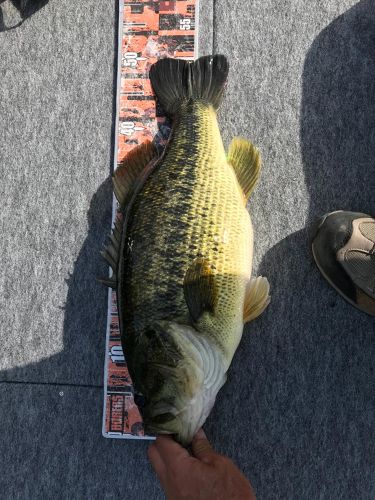 ブラックバスの釣果