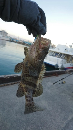 イシミーバイの釣果