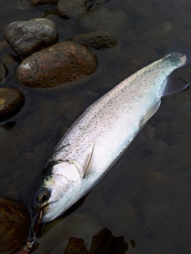 ニジマスの釣果