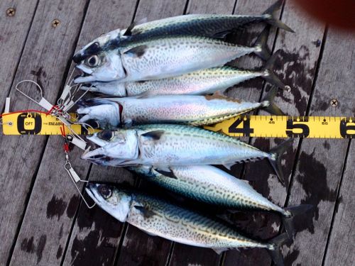 ゴマサバの釣果