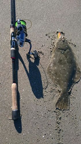 ヒラメの釣果