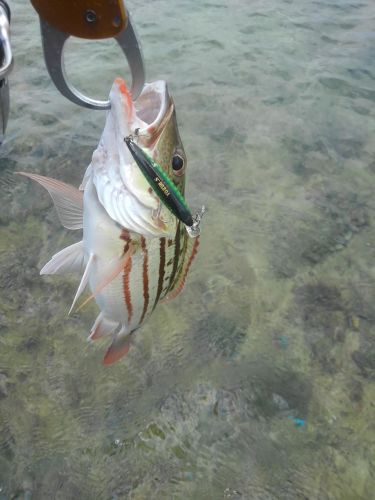 アミメフエダイの釣果