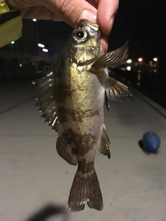 シロメバルの釣果