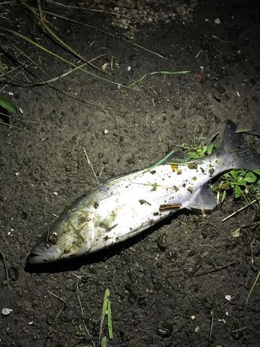 セイゴ（マルスズキ）の釣果