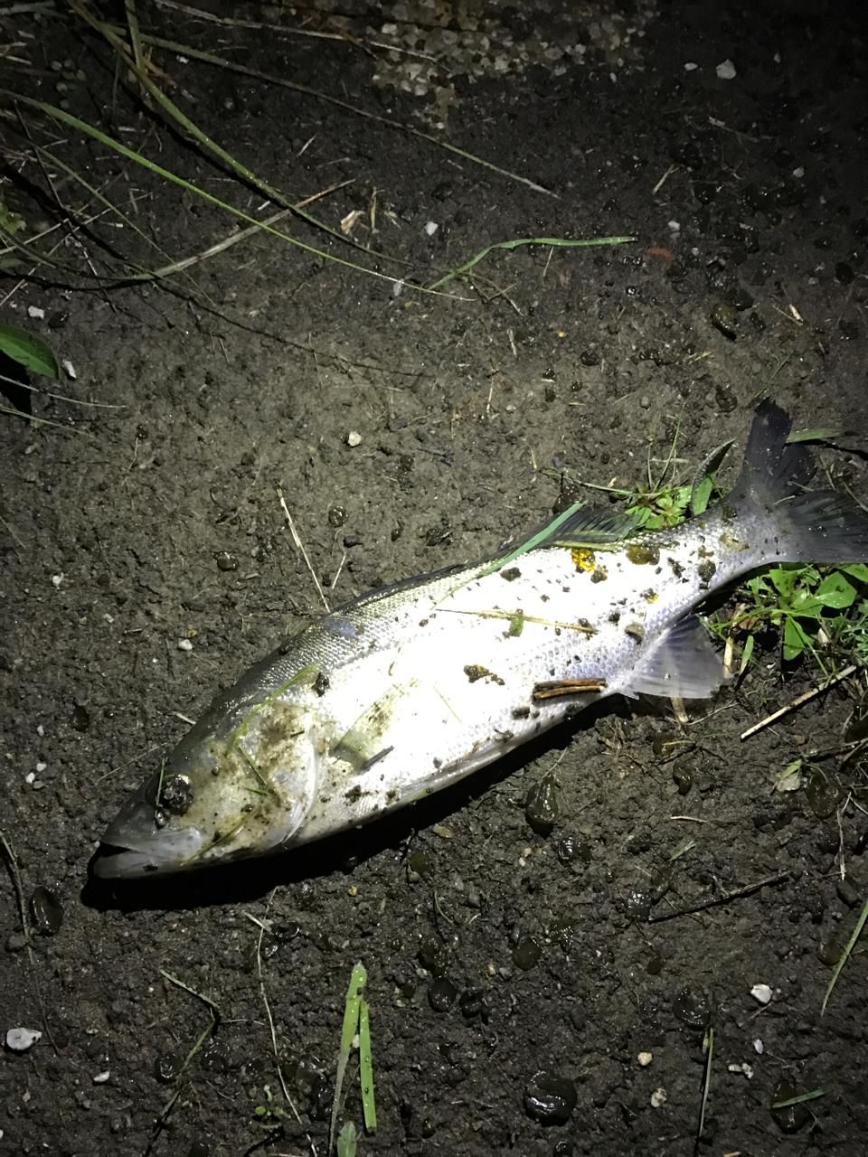 セイゴ（マルスズキ）