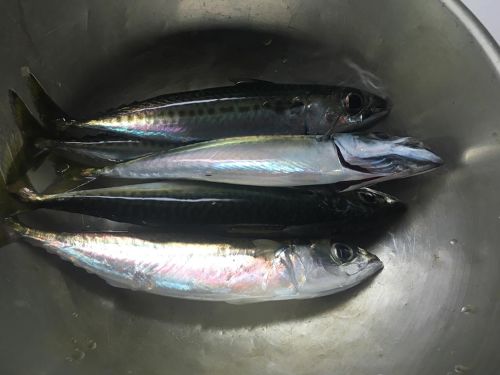 サバの釣果