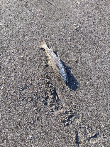 アメマスの釣果