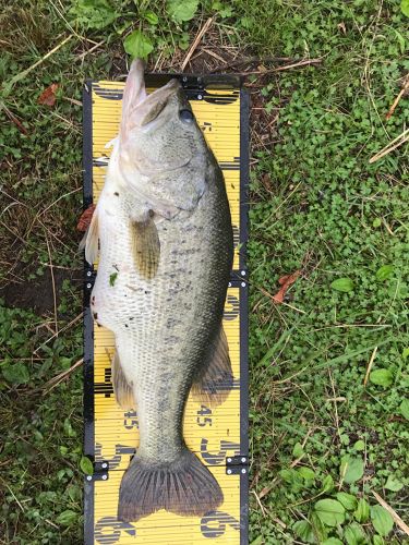 ラージマウスバスの釣果