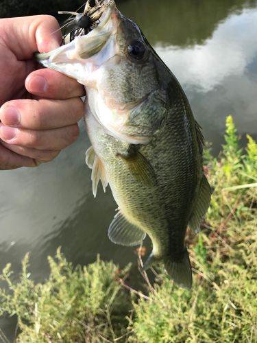 ラージマウスバスの釣果