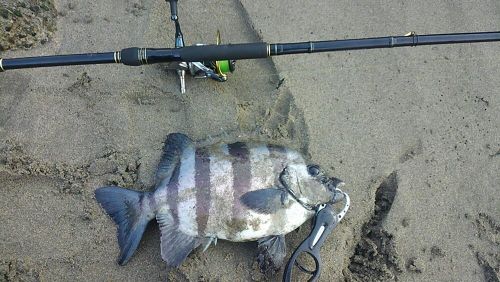 イシダイの釣果