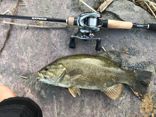 スモールマウスバスの釣果