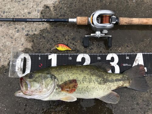 ブラックバスの釣果