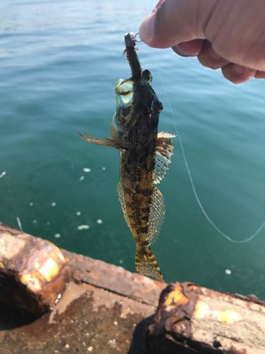 アナハゼの釣果