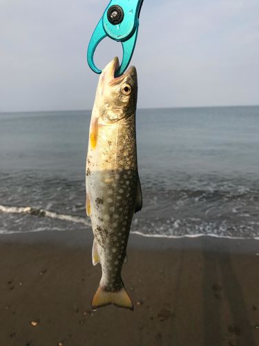 アメマスの釣果