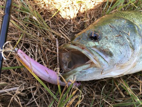 ブラックバスの釣果