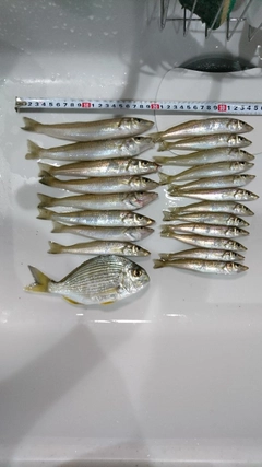 キスの釣果