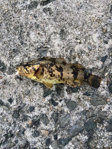 タケノコメバルの釣果