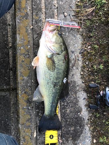 ブラックバスの釣果