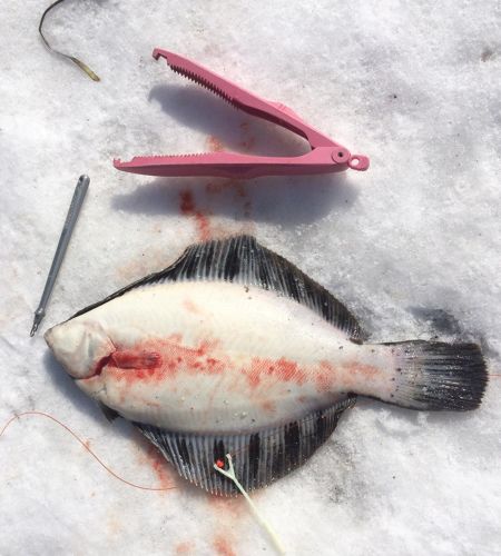 クロガシラガレイの釣果