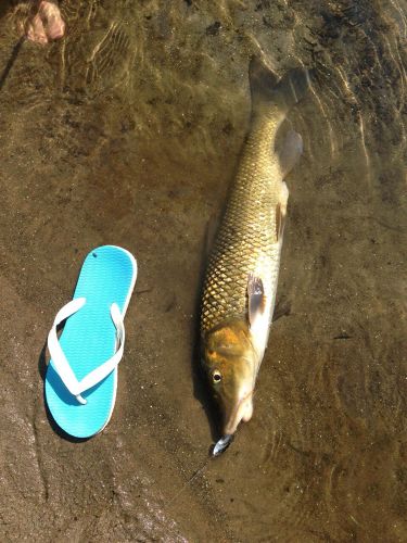 ニゴイの釣果