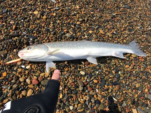 アメマスの釣果