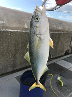 ツバスの釣果