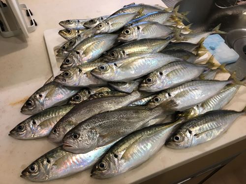 アジの釣果