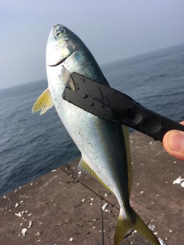 ツバスの釣果