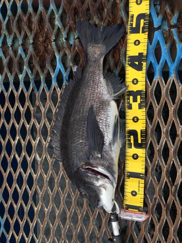 クロダイの釣果