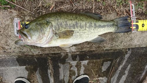 ブラックバスの釣果