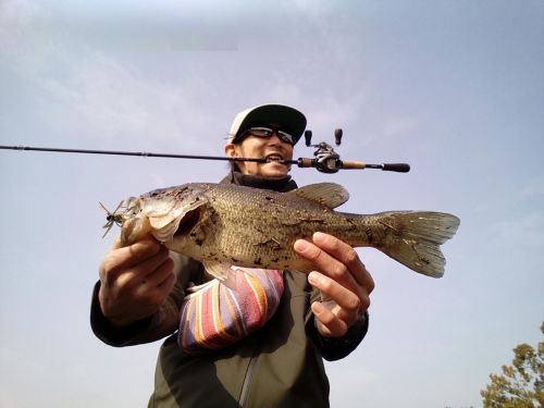 ブラックバスの釣果