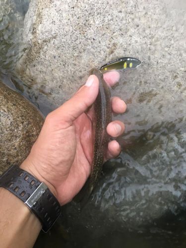 ニッコウイワナの釣果