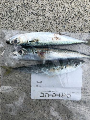 サバの釣果