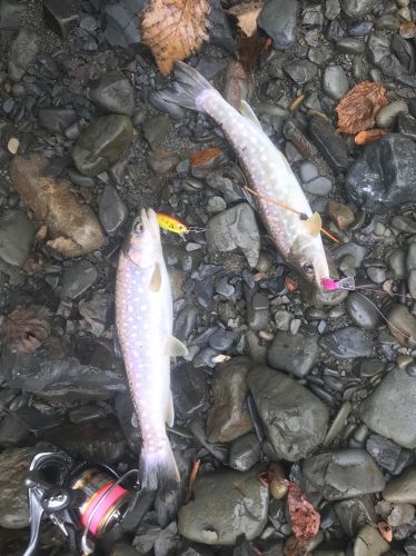 アメマスの釣果