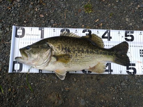 ブラックバスの釣果