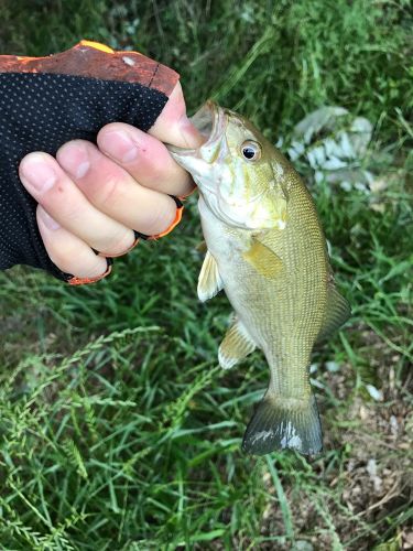 スモールマウスバスの釣果