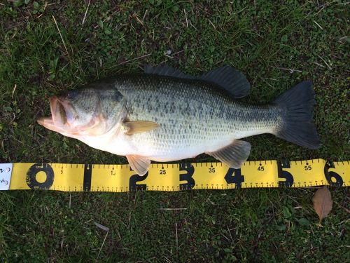 ブラックバスの釣果